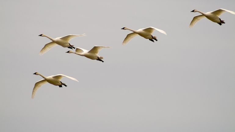 Le dérèglement climatique impacte aussi la migration des oiseaux