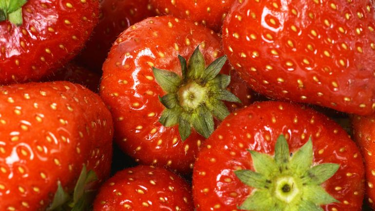 La fraise wallonne de pleine terre en développement face aux géants flamands