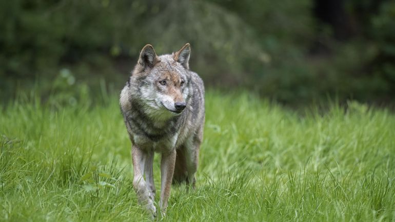 La zone de protection permanente du loup agrandie aux communes de Bullange et Bütgenbach