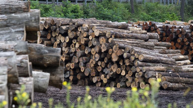 Du bois wallon acheté par la Chine et revendu en Belgique : la filière bois s'inquiète pour ses emplois