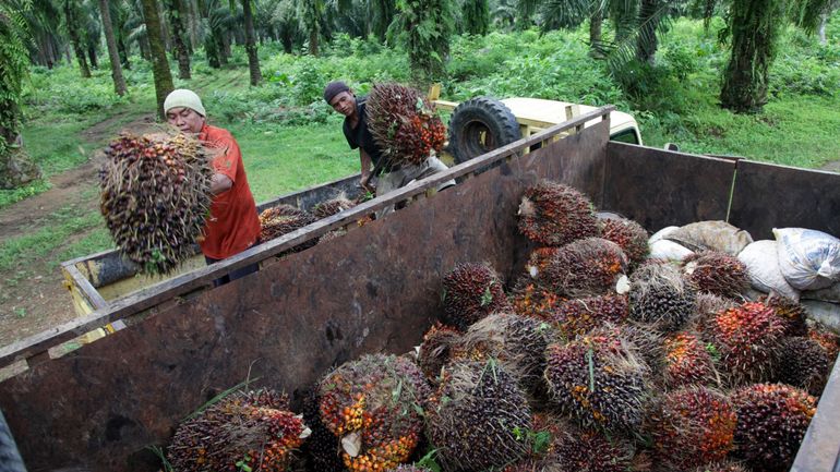 L'Indonésie va autoriser la reprise des exportations d'huile de palme