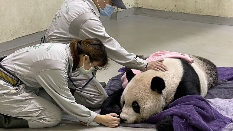 Taïwan annonce la mort du panda géant donné par la Chine en 2008