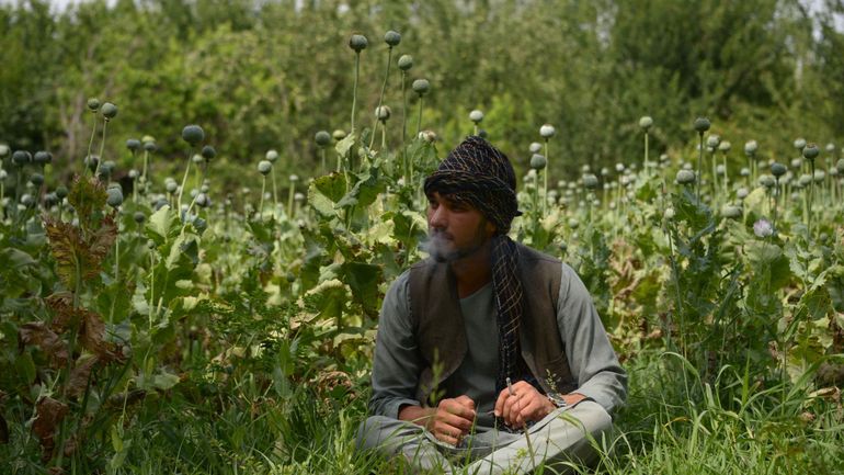 Afghanistan : la culture du pavot en hausse depuis le retour des talibans