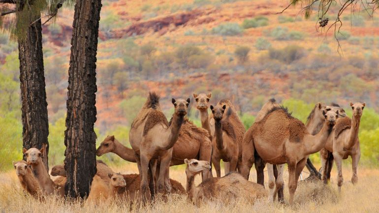 Ici le monde : l'Australie ne sait plus quoi faire avec ses dromadaires