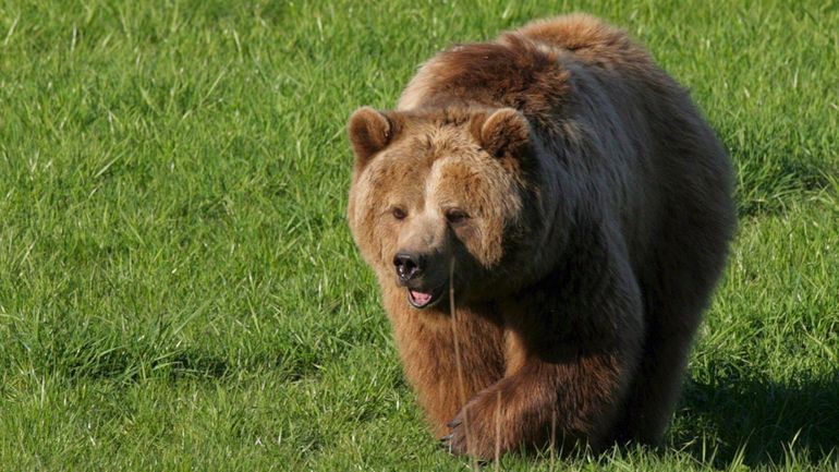 Une ourse devant la justice italienne pour avoir tué un joggeur : l'animal ne sera finalement pas exécuté