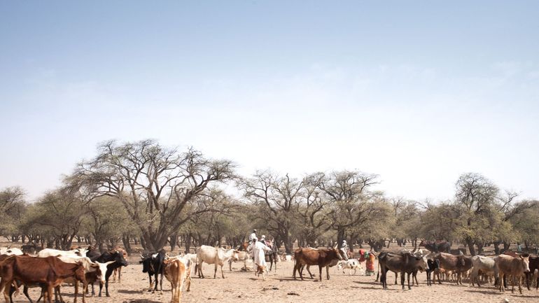 Tchad : des affrontements entre éleveurs et agriculteurs font une vingtaine de morts