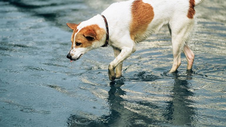 Inondations : l'identification des animaux de compagnie rendue visible pour trois semaines