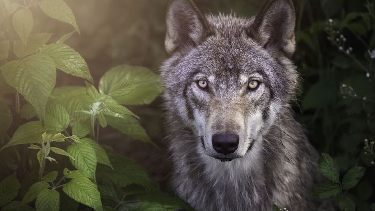 Retour du loup en Belgique : la présence d'un deuxième individu en Campine confirmée par une analyse ADN