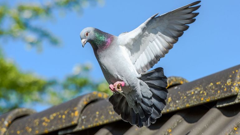 Pays-Bas : trois interpellations pour l'enlèvement de pigeons voyageurs venant de Belgique