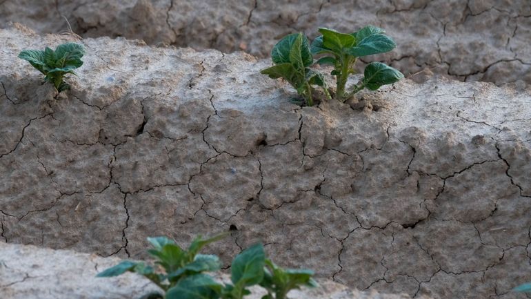 Agriculture en Wallonie : les conditions pour toucher les indemnités suite à la sécheresse de 2020 sont connues