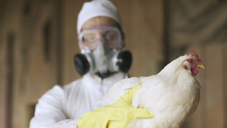 Grippe aviaire : les Etats-Unis vont consacrer 300 millions de dollars à la lutte contre le virus H5N1