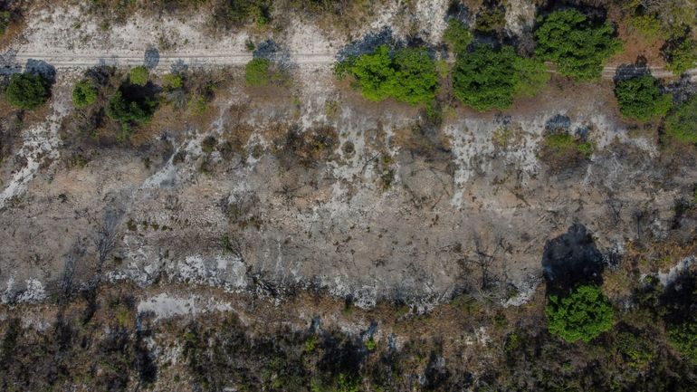 Brésil : la déforestation dans l'Amazonie a été réduite de moitié en 2023