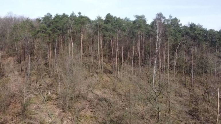 70.000 hectares de forêt primaire à la frontière franco-belge, un projet ambitieux mais rejeté du côté français&