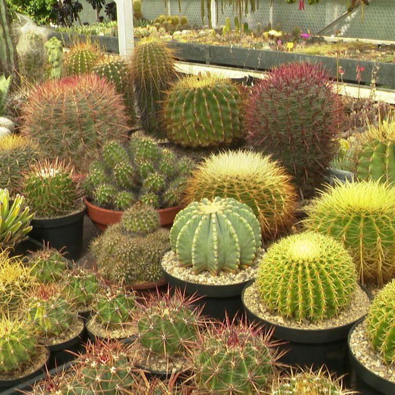 Cactophile : la passion des cactus et plantes succulentes