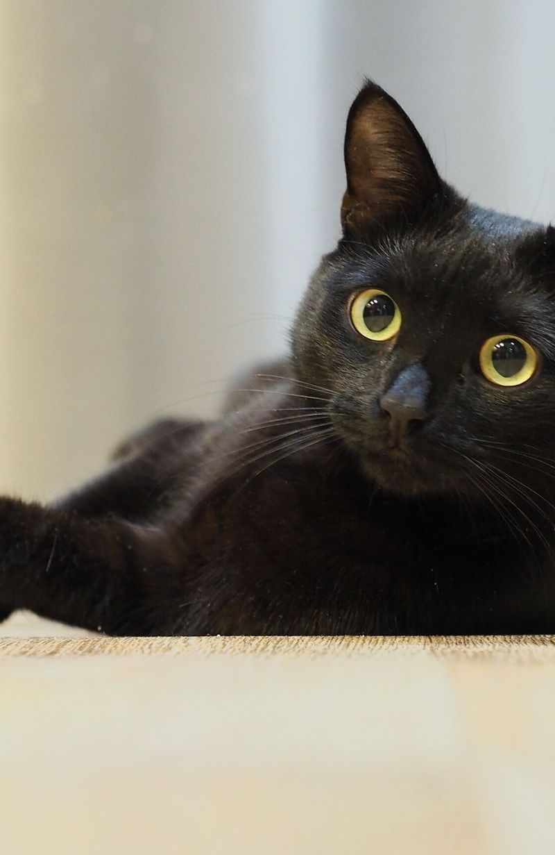 Decouvrez Le Top 3 Des Chats Les Plus Riches Du Monde