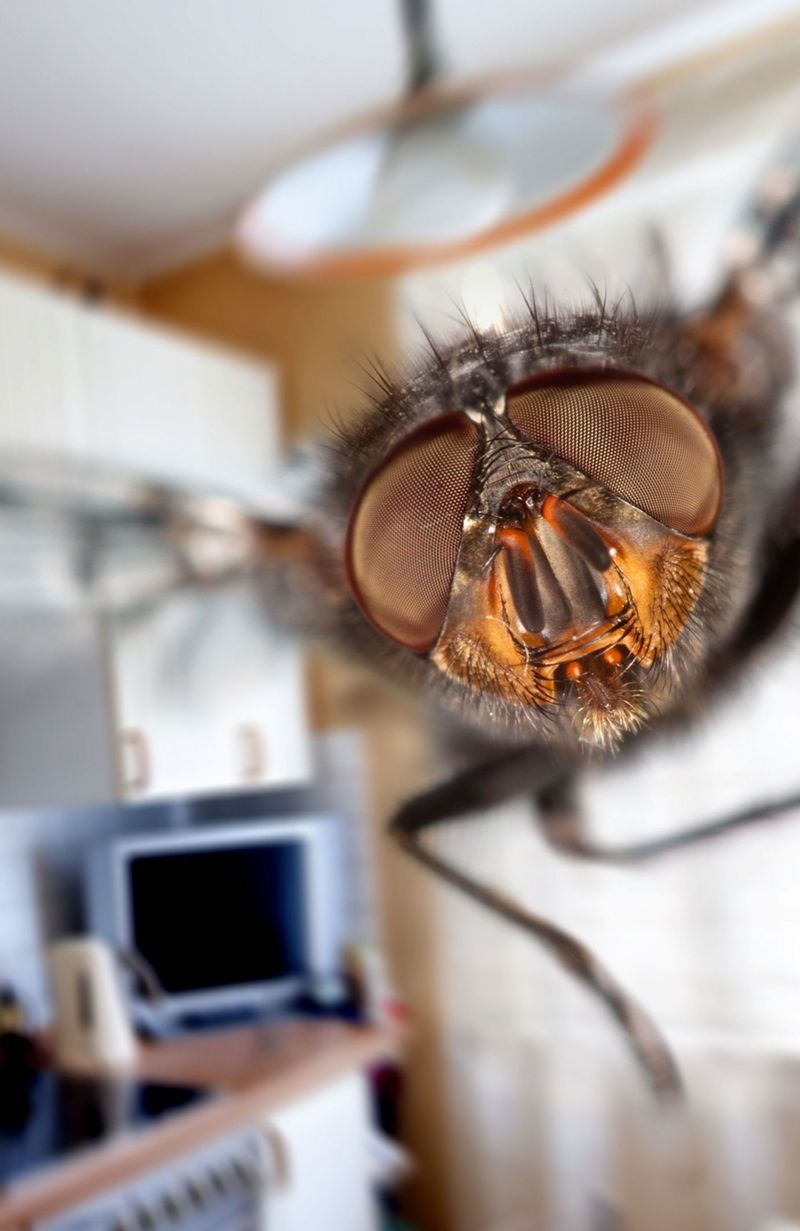 8 solutions naturelles pour lutter contre les mouches