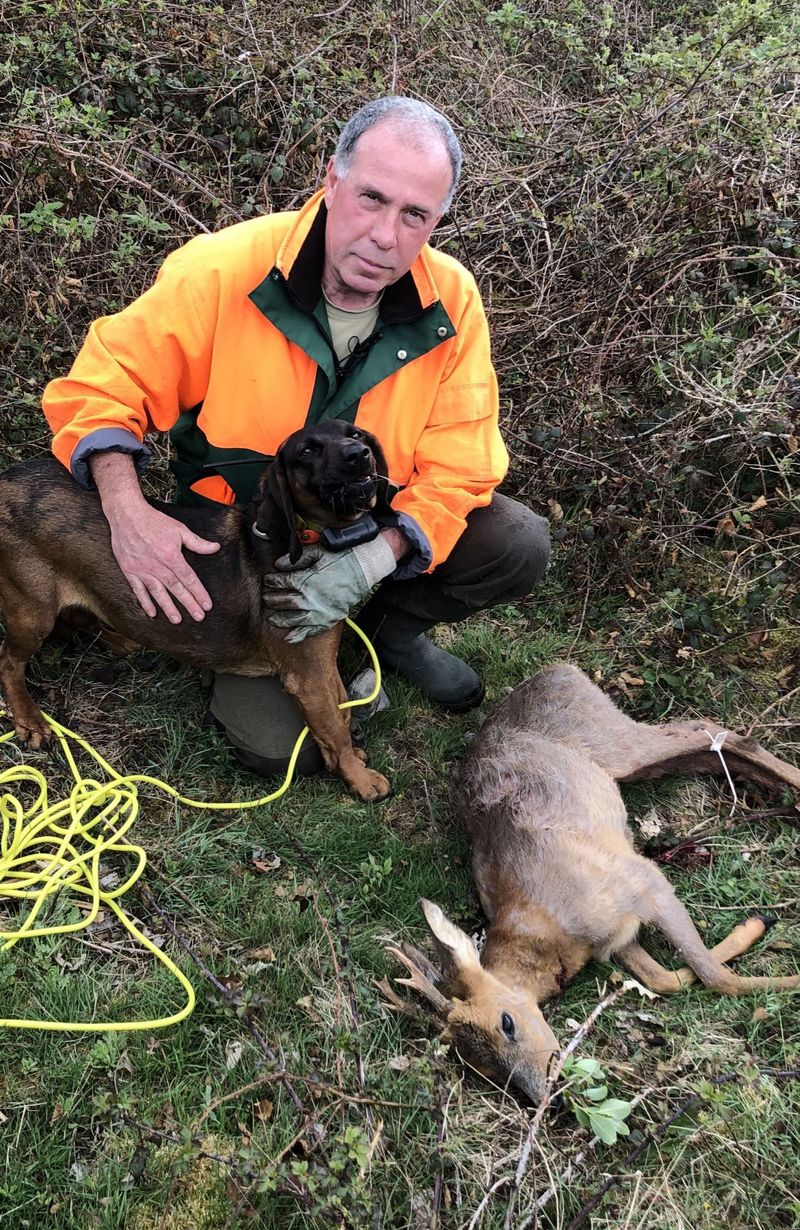 La recherche de gibier bless est obligatoire pour les chasseurs