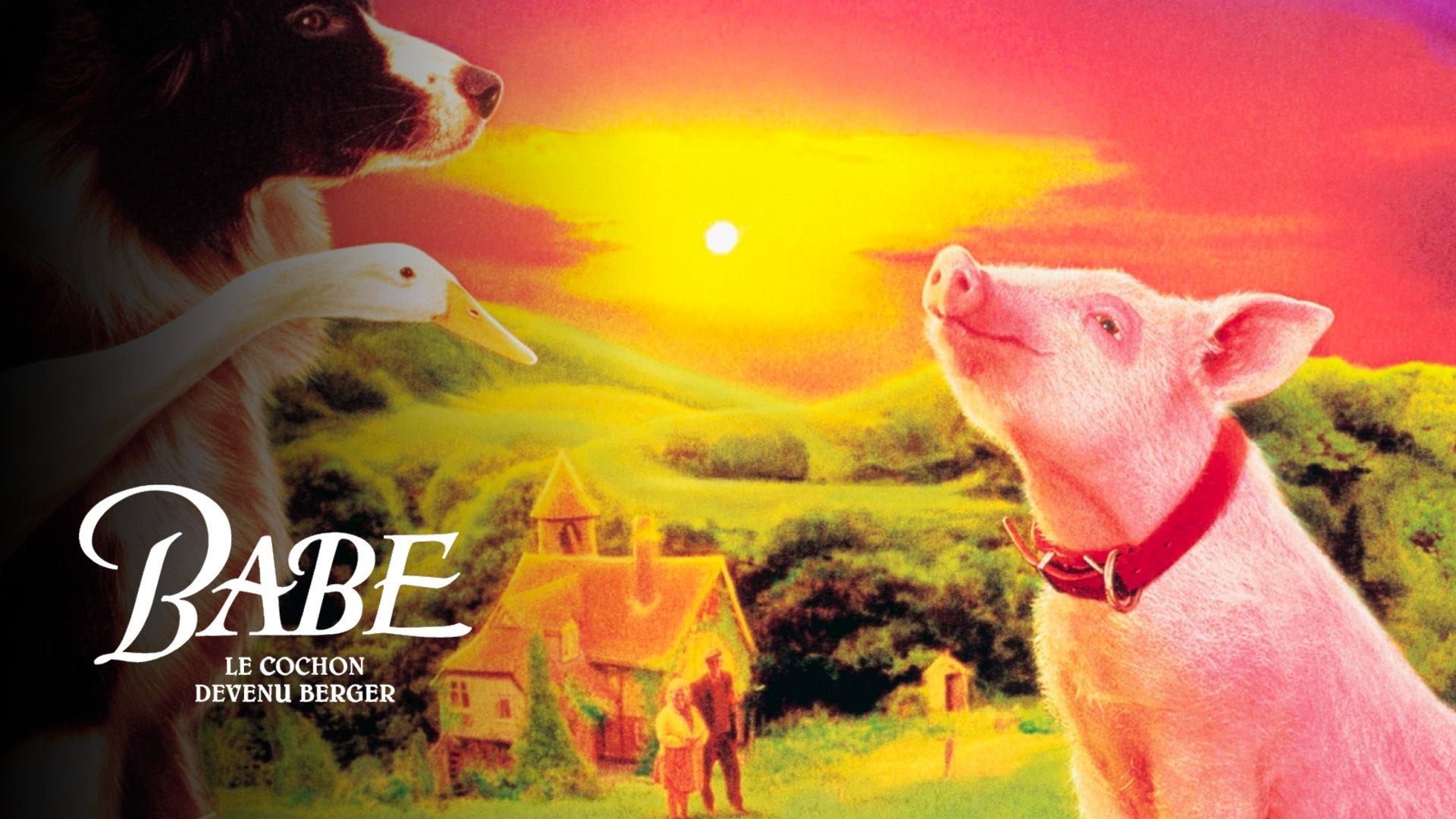 Babe, le cochon devenu berger - Auvio